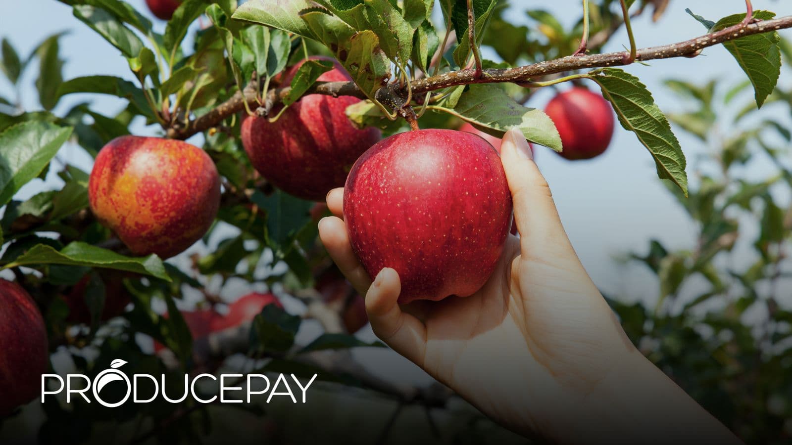 Image for ProducePay